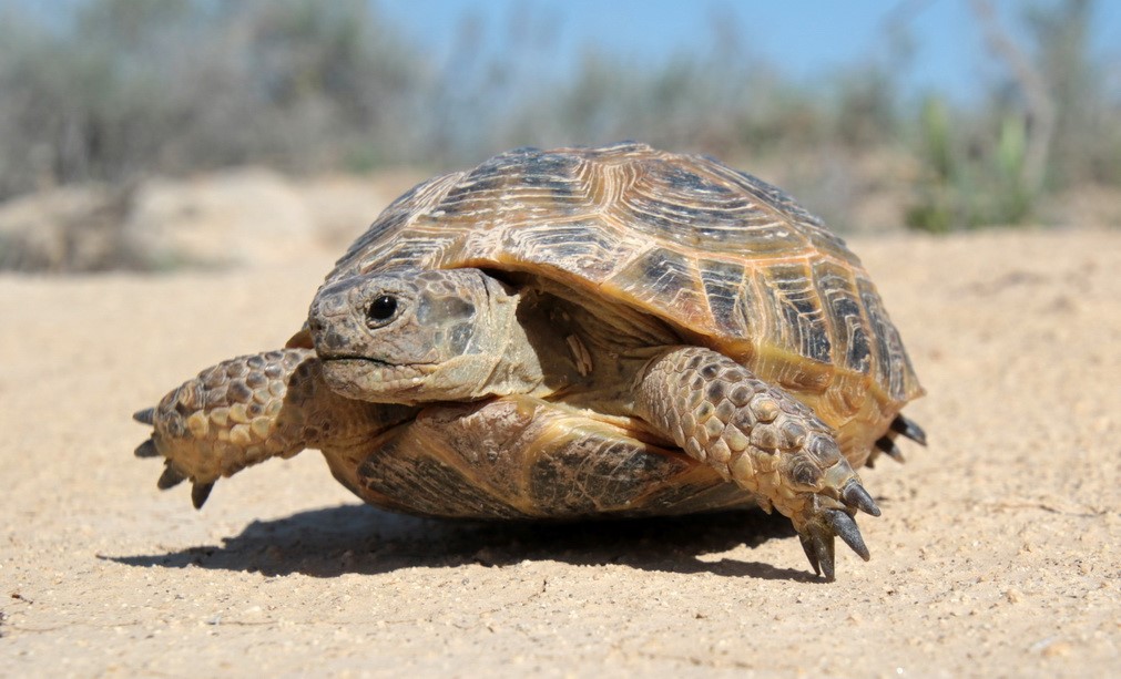 Central Asian Tortoise and its Conservation - Holarctic bridge