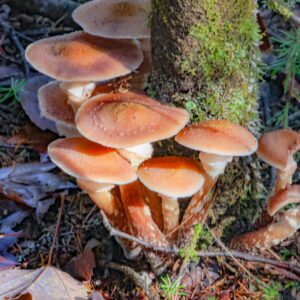 September 26 - Larose Forest wonders