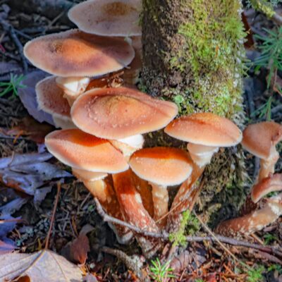 September 26 - Larose Forest wonders