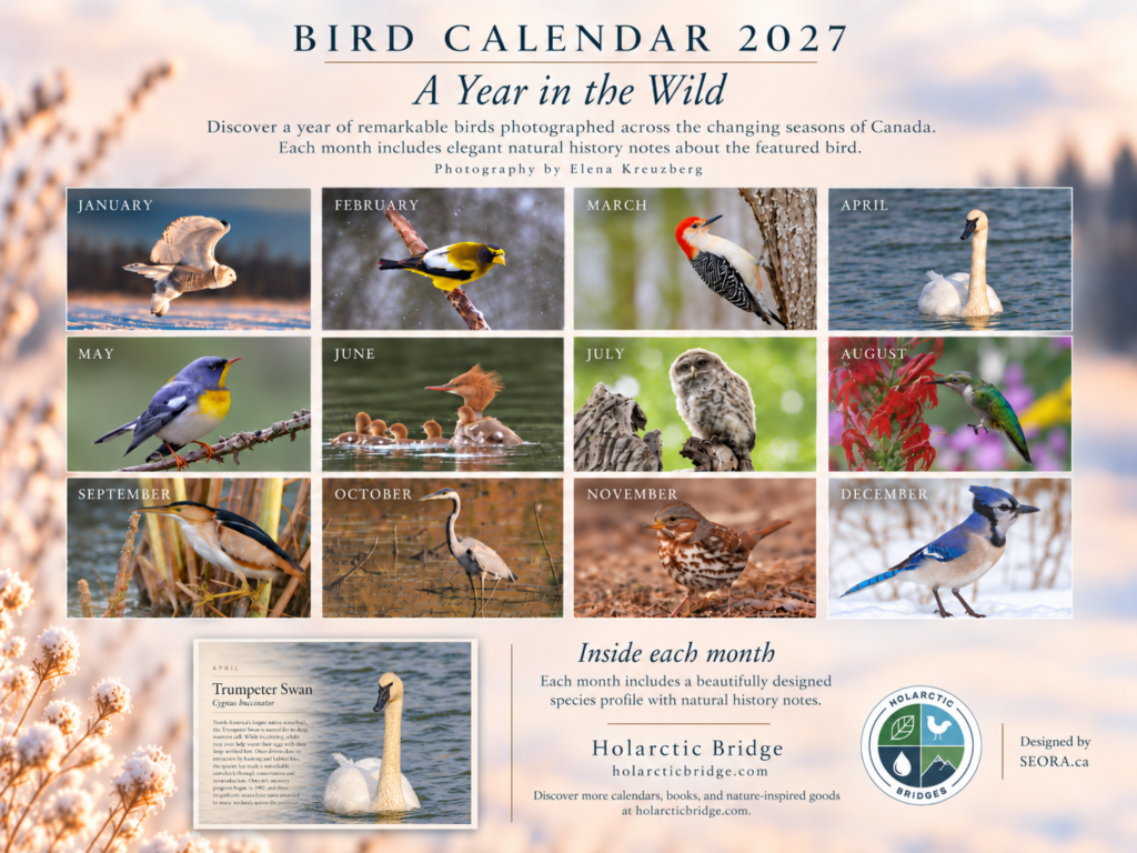 Bird Calendar 2027 — A Year in the Wild