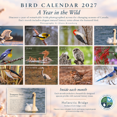 Bird Calendar 2027 — A Year in the Wild - Image 6