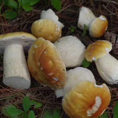 September 27 - Advanced Nature Walk
