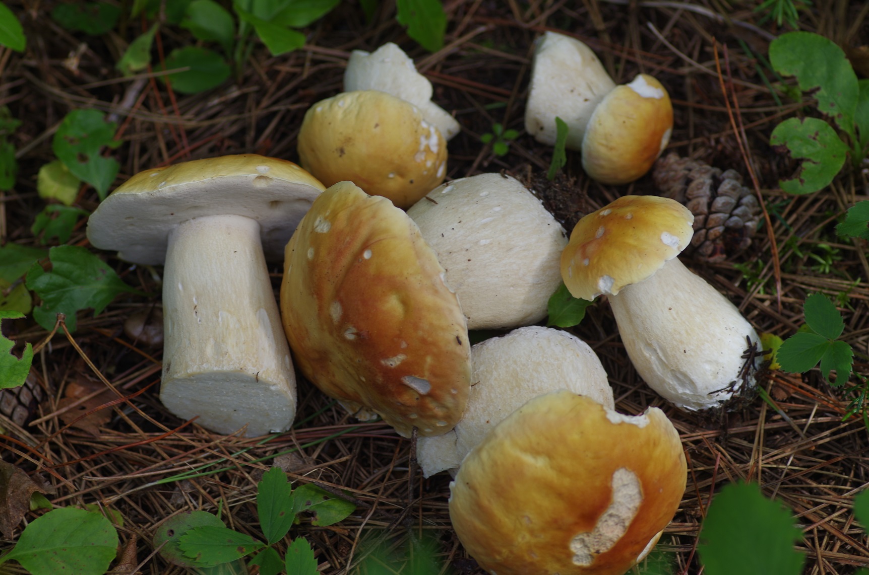 September 27 - Advanced Nature Walk