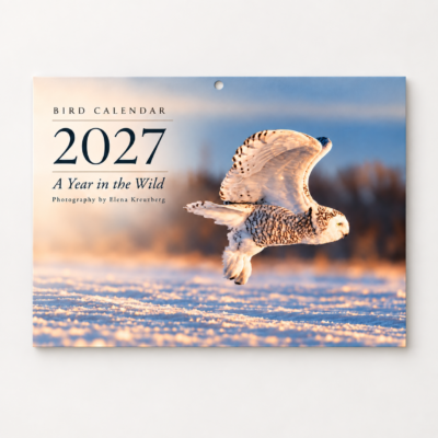 Bird Calendar 2027 — A Year in the Wild - Image 1