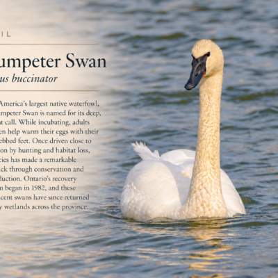 Bird Calendar 2027 — A Year in the Wild - Image 6