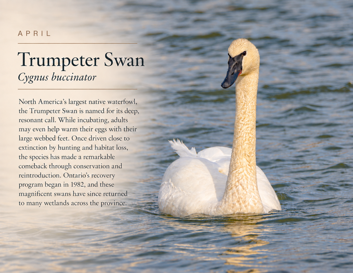 Bird Calendar 2027 — A Year in the Wild - Image 6